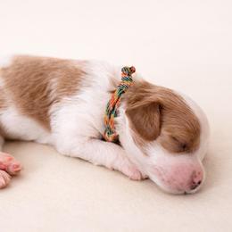 Basil - Red female Cavapoo puppy in Beech Island, South Carolina from New Moon Farm Canines