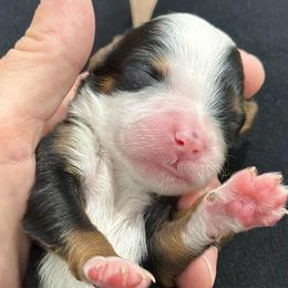 Subi - Tri-color female Bernedoodle puppy in El Campo, Texas from Little Fur Friends Bernedoodles