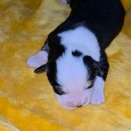 Tess - Black tri-color female Australian Shepherd puppy in Leonard, Texas from Tin Roof Aussies