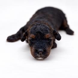 Lixira's Amara - Phantom female Poodle puppy in Sumter, South Carolina from Lixira Poodles LLC