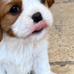 Cavalier King Charles Spaniels from Russell Cavailers