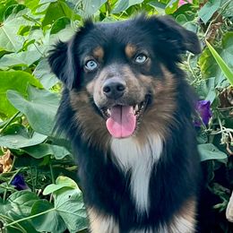 Mingo - Miniature Australian Shepherd