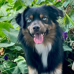 Mingo - Miniature Australian Shepherd
