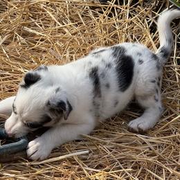 Laverne - Blue merle female Border Collie puppy in Burlington, Kentucky from Murphys Farm