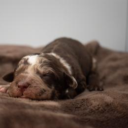 Birdie Chocolate Merle - Merle male Goldendoodle puppy in Lafayette, Alabama from Sweethaven Kennels