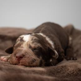 Birdie Chocolate Merle - Merle male Goldendoodle puppy in Lafayette, Alabama from Sweethaven Kennels