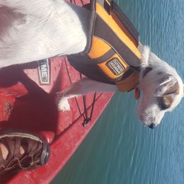 "Yodi's first trip" Jack Russell Terrier Puppies from Marvel Lane Jack Russell Terriers