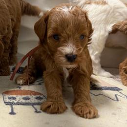 Pink collar - Red female Cavapoo puppy in Wesson, Mississippi from Southern Country Doodles