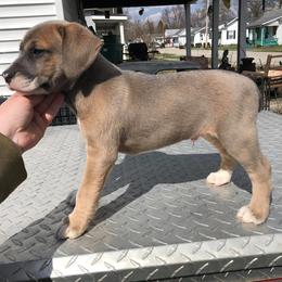 Mountain Cur Puppies from Walnut Ridge Mountain Curs
