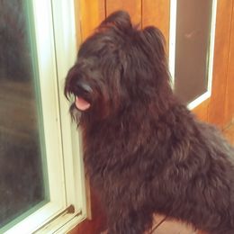 Sonja - Bouvier des Flandres