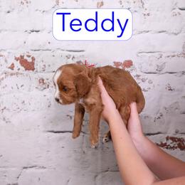 Teddy - Red male Cavapoo puppy in Calhoun, Georgia from Happy Top Doodles