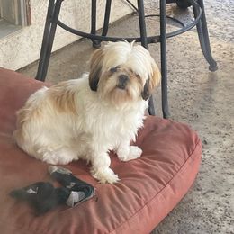 Kelly - Shih Tzu