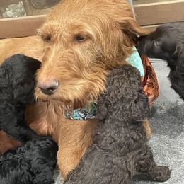 Labradoodle Puppies from Northwest Sporting Doodles
