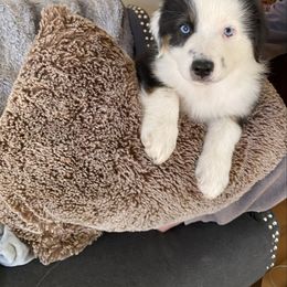 Lil Peapod - Black tri-color female Australian Shepherd puppy in Dothan, Alabama from Aussie Paws Trailblazers