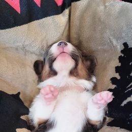 Pembroke Welsh Corgi Puppies from Top-Notch Paws