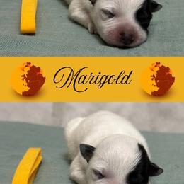 Marigold - Blue mottled female Australian Cattle Dog puppy in Seneca, Missouri from MO Morningstar Heelers