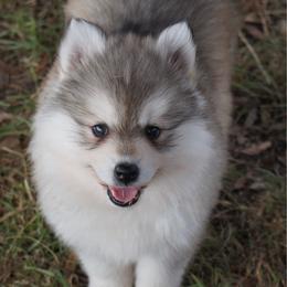 Laffy - Silver female Pomsky puppy in Krum, Texas from Paw-Some Pomskies
