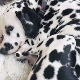 Dalmatians from Anna's Dalmations