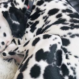 Dalmatians from Anna's Dalmations