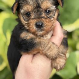 Chanel - Black and tan female Yorkshire Terrier puppy in Newark, Ohio from Champagne Charm Yorkies