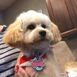 Poodle Puppies from Champion Poodles