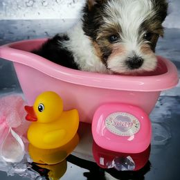 Yorkshire Terrier Puppies from Lady A's Yorkies
