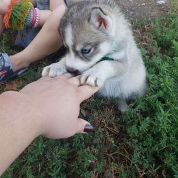 Green - Gray and white male Siberian Husky puppy in Mccool Junction, Nebraska from Sininger Lagoon