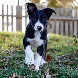 Nahida - Tri-color female Border Collie puppy in Paola, Kansas from New Dawn Border Collies