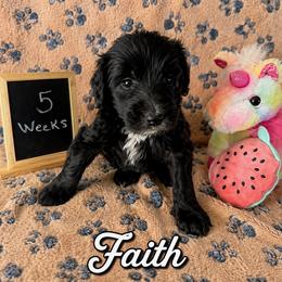Faith - Black female Sheepadoodle puppy in Glen Rose, Texas from Clevenger’s Sheepadoodle Fur Baby Farm
