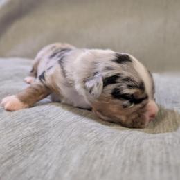 Snickers - Blue merle male Miniature Australian Shepherd puppy in Crockett, Texas from Pleasant Grove Aussies