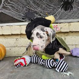 Chucky - Great Dane puppy from Stark Danes