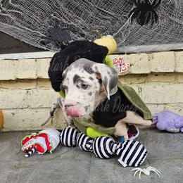Chucky - Great Dane puppy from Stark Danes