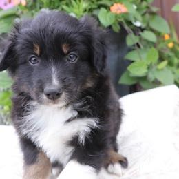 Tilly - Black tri-color female Australian Shepherd puppy in Hillsboro, Ohio from Sugar Grove Farms
