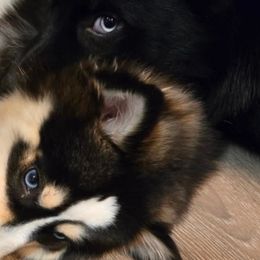 Pomskies from Atencio Pomsky