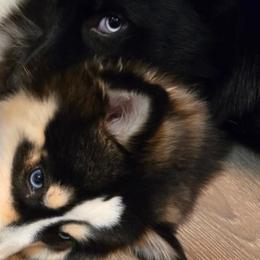 Pomskies from Atencio Pomsky