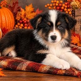 Theo - Black tri-color male Australian Shepherd puppy in Fultonville, New York from Sandy Aussies, Mini Dachshunds & Pomeranians