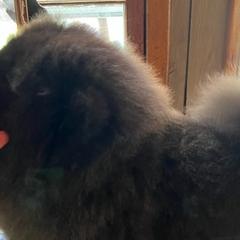 Chow Chow from Mary's Chows