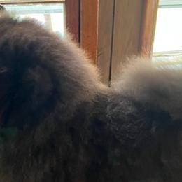 Chow Chow from Mary's Chows