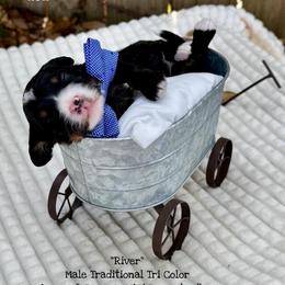 River - Tri-color male Bernedoodle puppy in Orange, Texas from Walk with Me Doodles