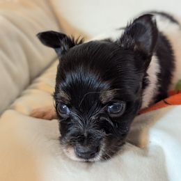 Dark face boy - White black and tan male Papillon puppy in Joshua, Texas from Summertime Kennels