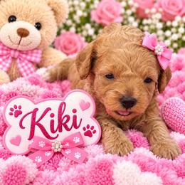 Kiki - Brown female Shihpoo puppy in Cooper City, Florida from Jenny La Bone