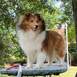Golden Retriever and Shetland Sheepdog All Grown Up from Mejimo