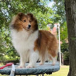 Golden Retriever and Shetland Sheepdog All Grown Up from Mejimo