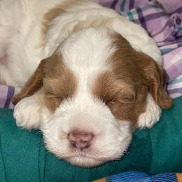 Valentina - Sable and white female Cockapoo puppy in Sewell, New Jersey from Della Luna Cocker Spaniels and Cockapoo Puppies