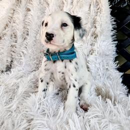 Teal - White and black female Dalmatian puppy in Gray, Georgia from Fuller Spots