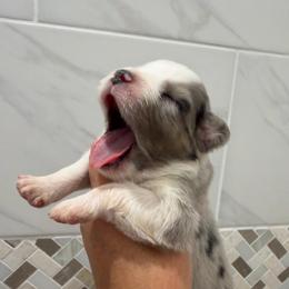 Faith - Blue merle female Miniature Australian Shepherd puppy in Taylor, Arizona from Holy Ghost Ranch, Inc