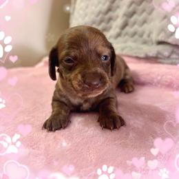 Pearl - Dapple female Dachshund puppy in Aiken, South Carolina from State Eight Dachshunds