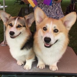 Pembroke Welsh Corgis from Foxwood Corgis