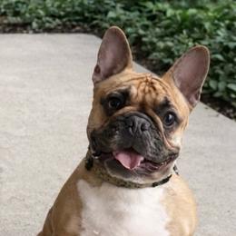 Chloe - French Bulldog