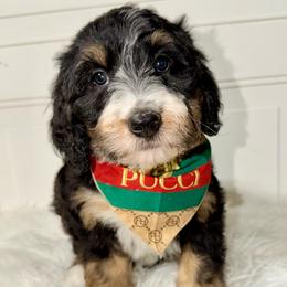 Lisbon - Tri-color female Bernedoodle puppy in Beecher, Illinois from Erica’s Doodles